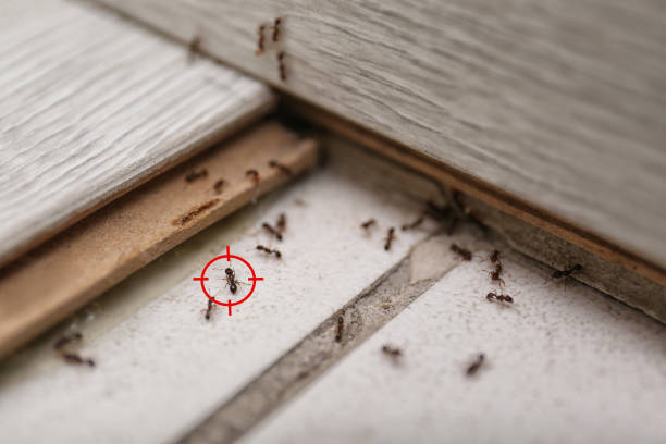 Trusted Sharpes, FL Pest Control Experts