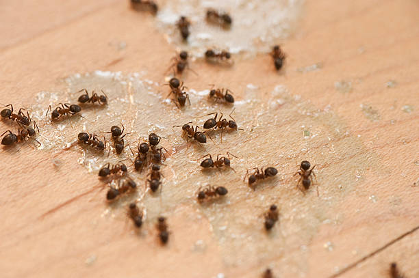 Pest Prevention Services in Sharpes, FL
